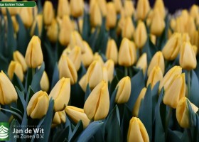 Tulipa Golden Ticket (3)